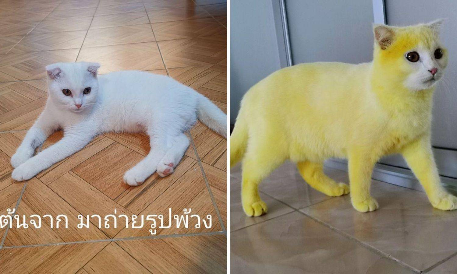 Mački liječila gljivičnu infekciju kurkumom: Postala je Pikachu
