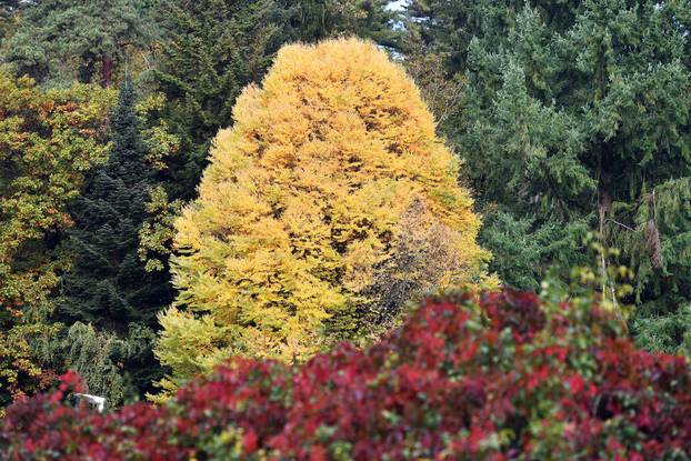 Obilazak Aboretuma Opeka u Marčanu, najvećeg arboretuma u Hrvatskoj