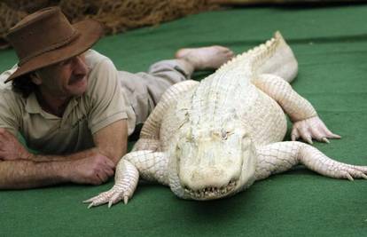 Rijetki albino aligator kreće na europsku turneju