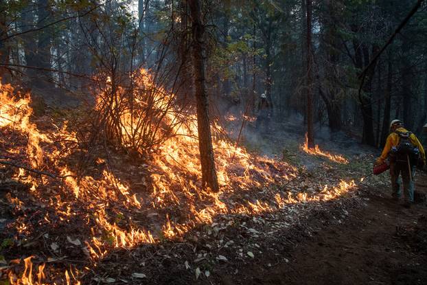 Firefighters from Las Vegas set ablaze brush and trees during a firing operation near the Obenchain Fire in Butte Falls, Oregon