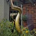 Došla kući, a u vrtu je dočekala ogromna zmija:  'Bilo je jezivo!'