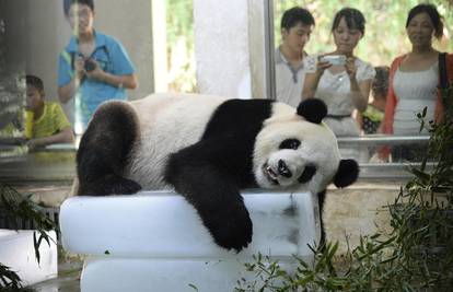 Panda je legla na veliku kocku leda kako bi se osvježila