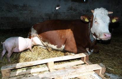 Mali praščić sisa junicu jer mama nema dosta mlijeka