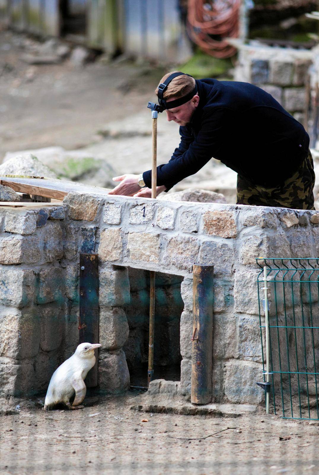A juvenile albino penguin is presented to the public for the first time at the Gdansk Zoo in Gdansk