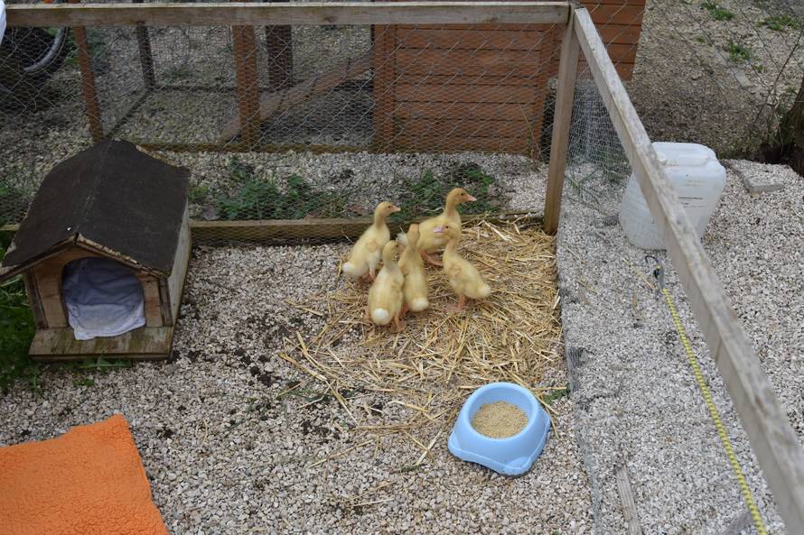 Kupila patke i spasila ih od lonca, a čuvaju ih psi iz azila