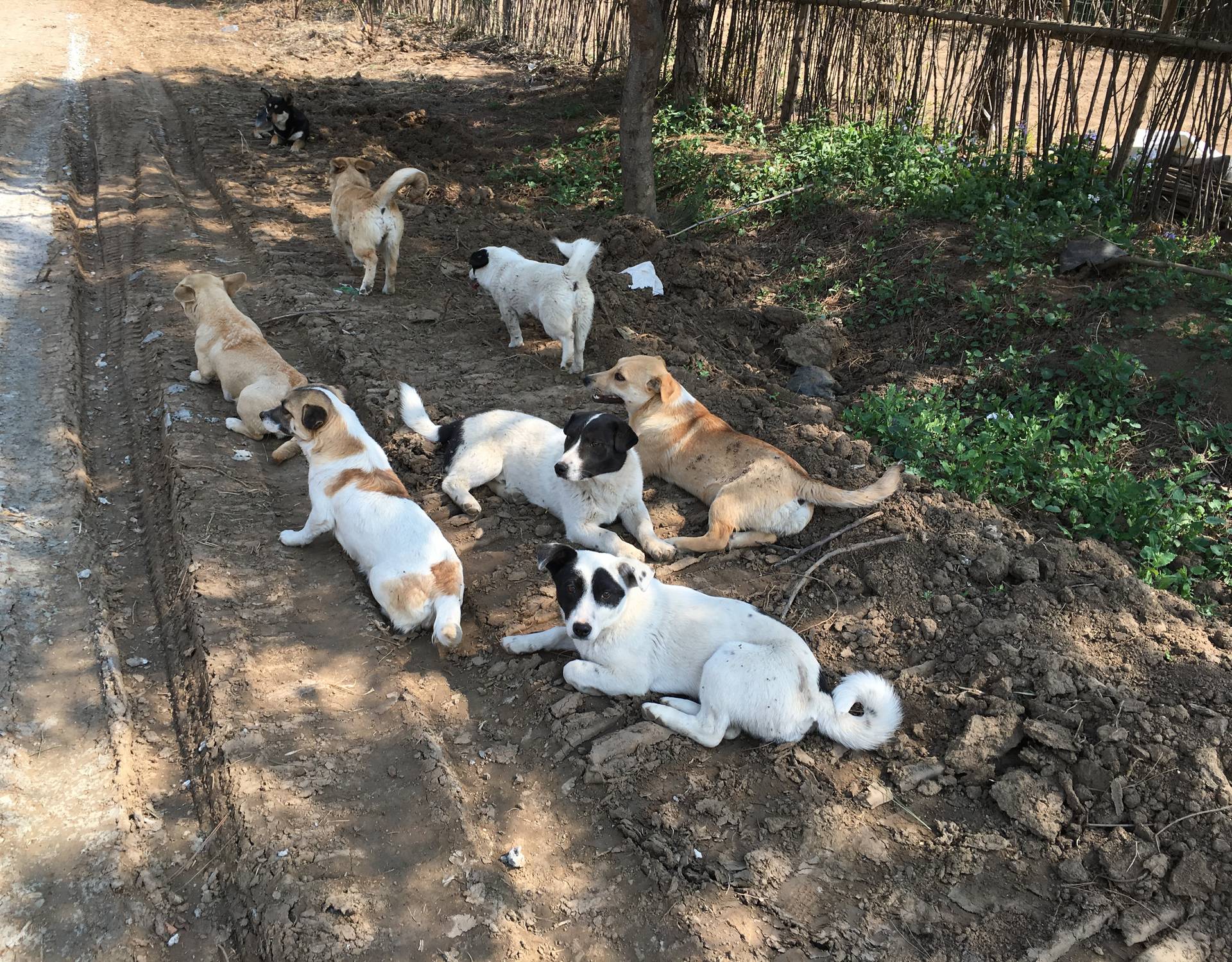 Mnogi ljubimci u Kini na rubu gladi zbog epidemije Korone