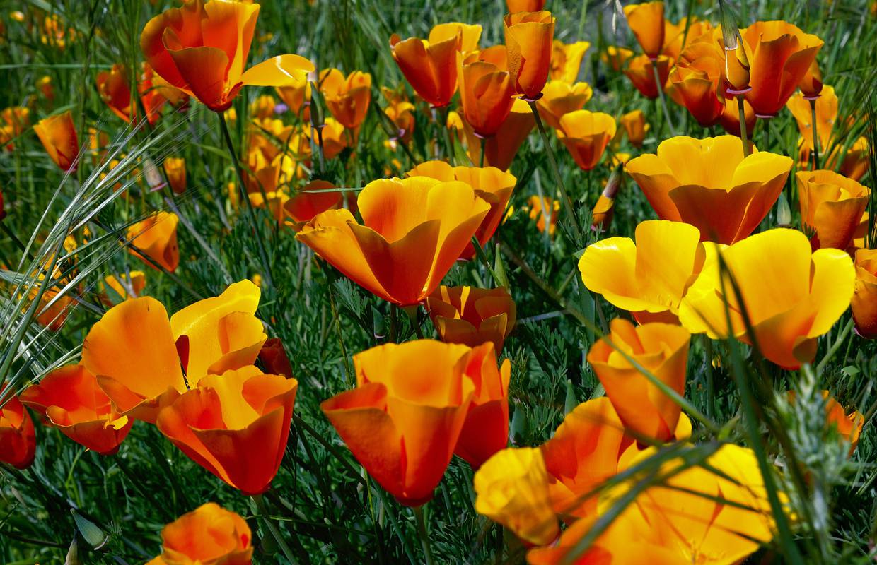 TREBA VIDJET Obavezno orezivanje cvijeća: Najbolji način kojim ćete vrt učiniti bujnijim i zdravim