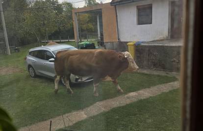 Bik sije teror po Gračacu, ljudi su u  strahu: 'Više nije moj, ja ga samo čuvam. Ima 900 kila...'