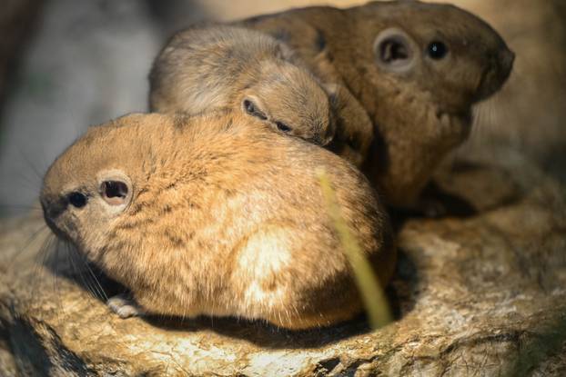 24sata Zagreb: Rodili&scaron;te u Zoolo&scaron;kom vrtu