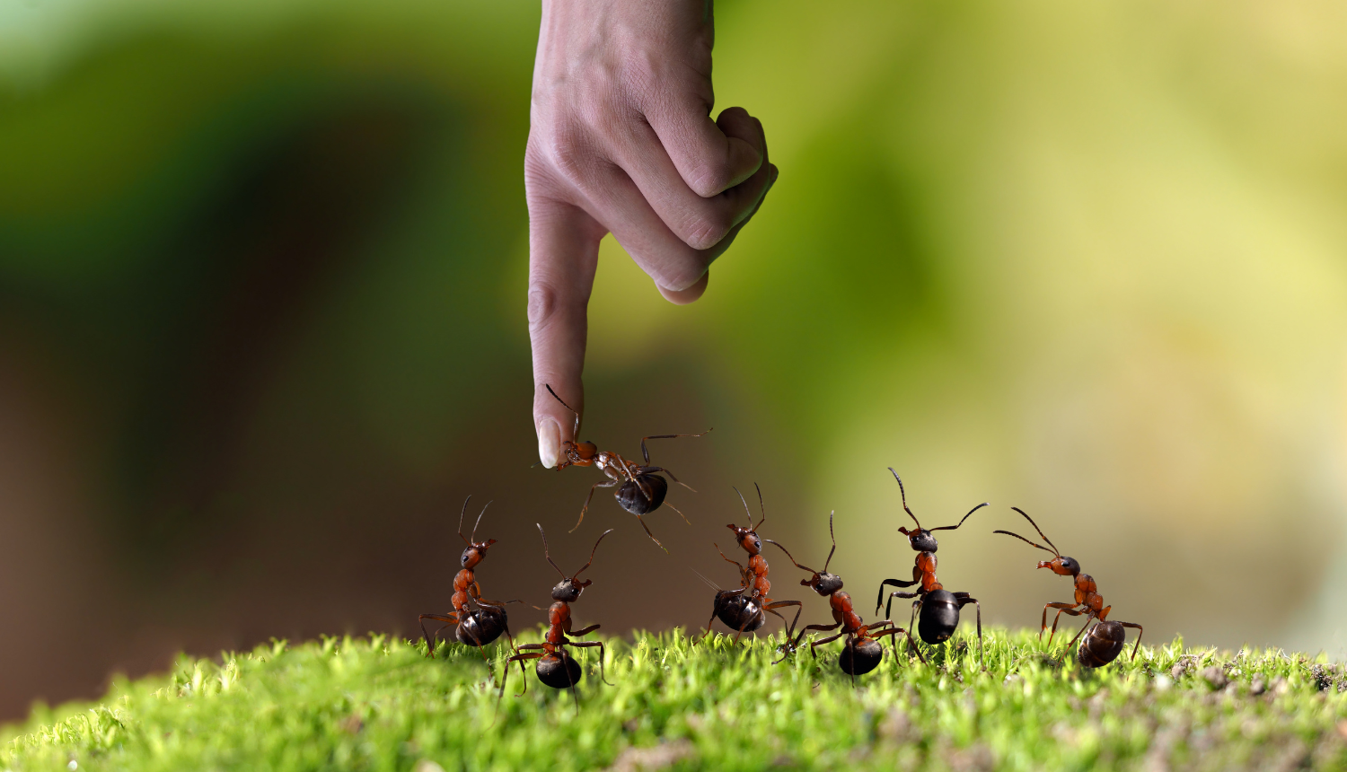 Ovo su bitne životne lekcije koje svi možemo naučiti od mrava