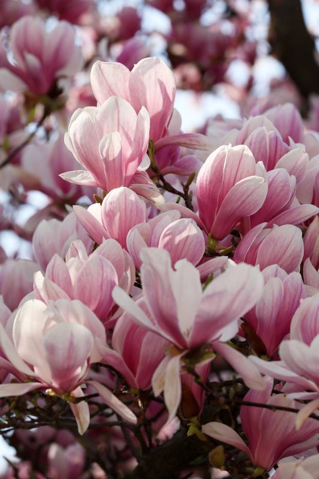 24sata Pula: Magnolija obitelji Borščak u Puli