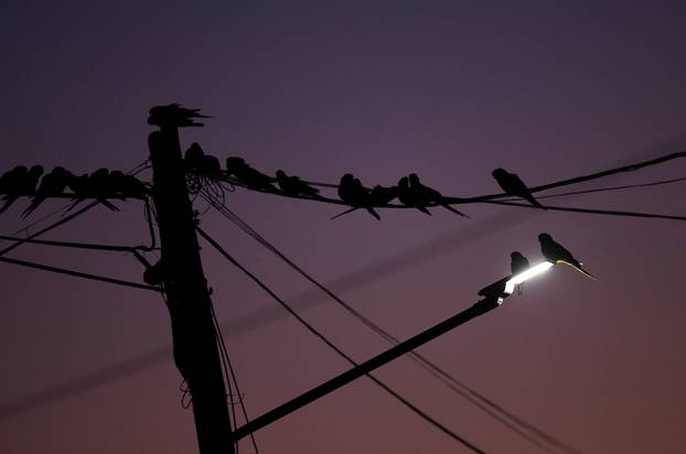 An Argentine town battles a parrot invasion