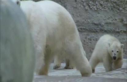 Neodoljivi mladunci polarnog medvjeda pokazali se javnosti