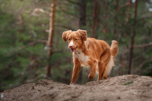Dog Nova Scotia Duck Tolling Retriever walking in summer park
