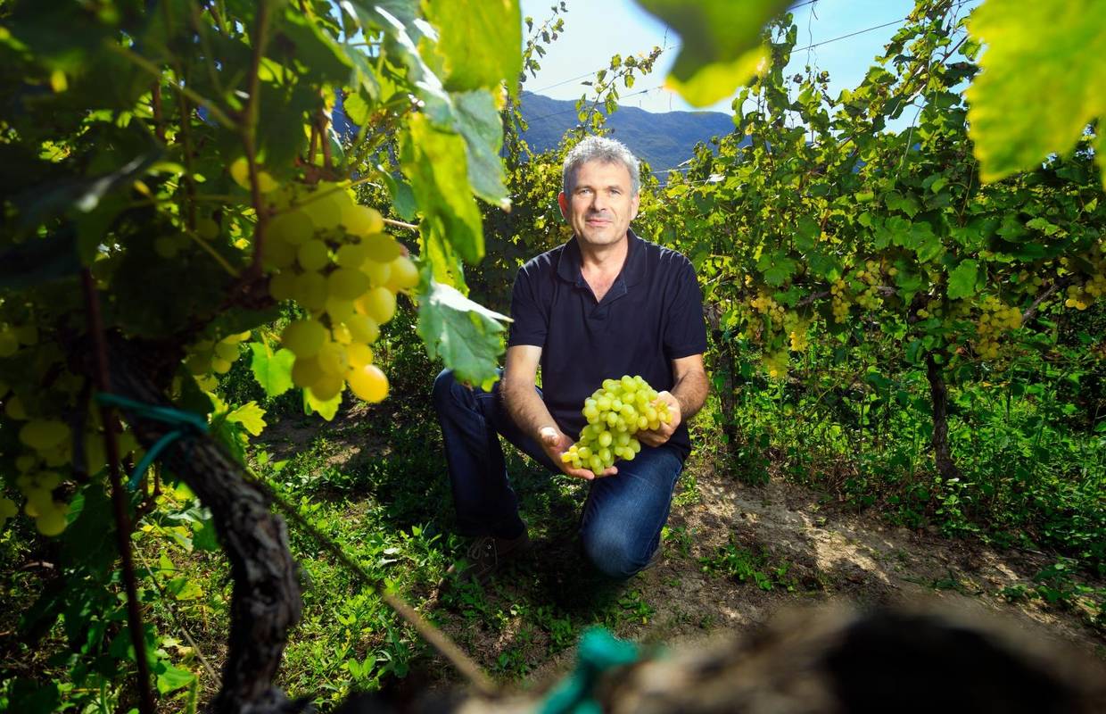 Vrgorački vinar: 'Stolno grožđe beremo, a za vinsko strepimo'
