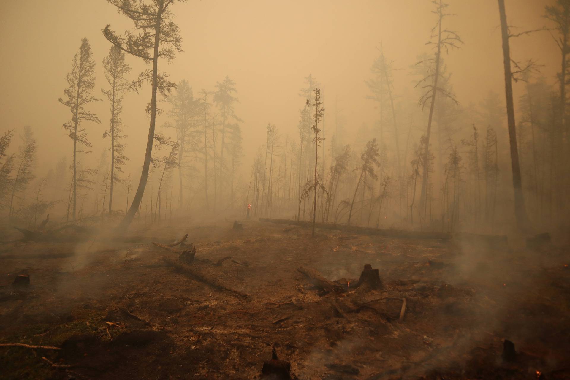 A section of burnt forest is pictured following a forest fire in Yakutia