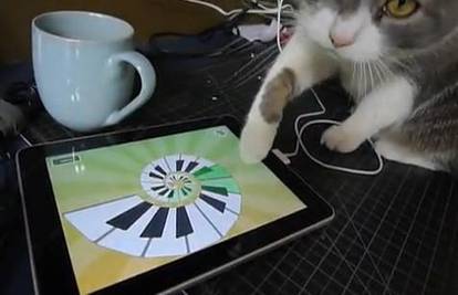 Mačke bi kupile iPad:  Iggy obožava svirati klavijature 