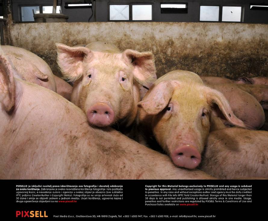 Goran Ferbežar/Pixsell