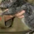 Pronađeni najveći štakor i najmanji tobolčar