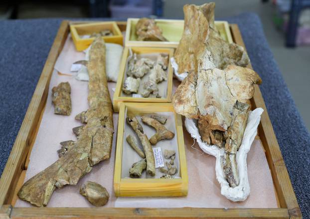 Parts of the 43 million-year-old fossil of a previously unknown four-legged amphibious whale called "Phiomicetus Anubis" are kept on a tray, in Egypt