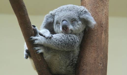 VIDEO Utočište koala ugroženo je zbog povećane sječe drveća