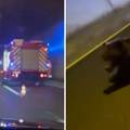 UZNEMIRUJUĆI VIDEO Medvjeda udario šleper u tunelu Plasina: 'Policajci su izvadili pištolje...'