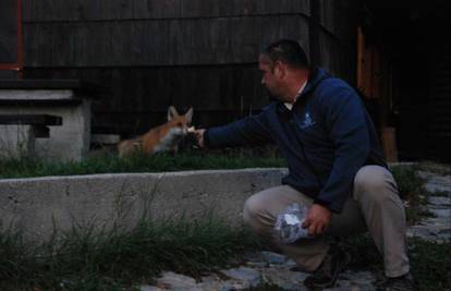 Divno prijateljstvo: Lisica se svaku večer druži s čuvarima