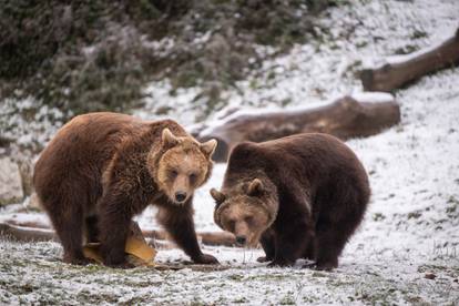 FOTO Životinje u zagrebačkom Zoološkom vrtu dobile su svoje blagdanske poklone