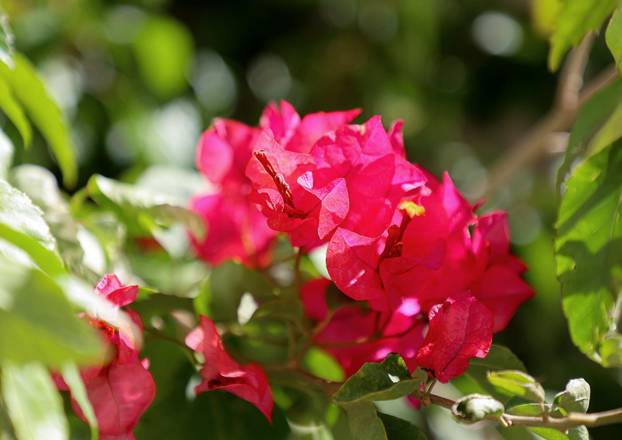 Split: Denis Bojčić, kolekcionar bugenvila