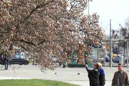 Stara magnolija sramežljivo je pokazala svoje prve cvjetove