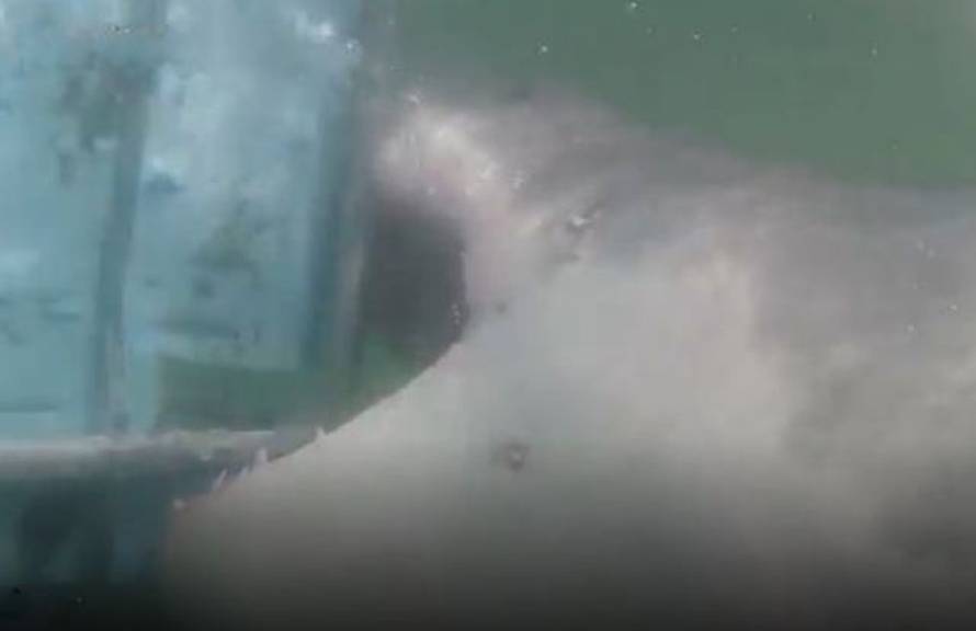 Panika i vrištanje na brodu: Psina grizla kavez s roniocima!