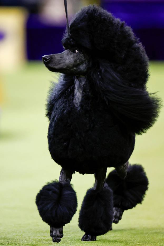 150th Annual Westminster Kennel Club Dog Show in New York City