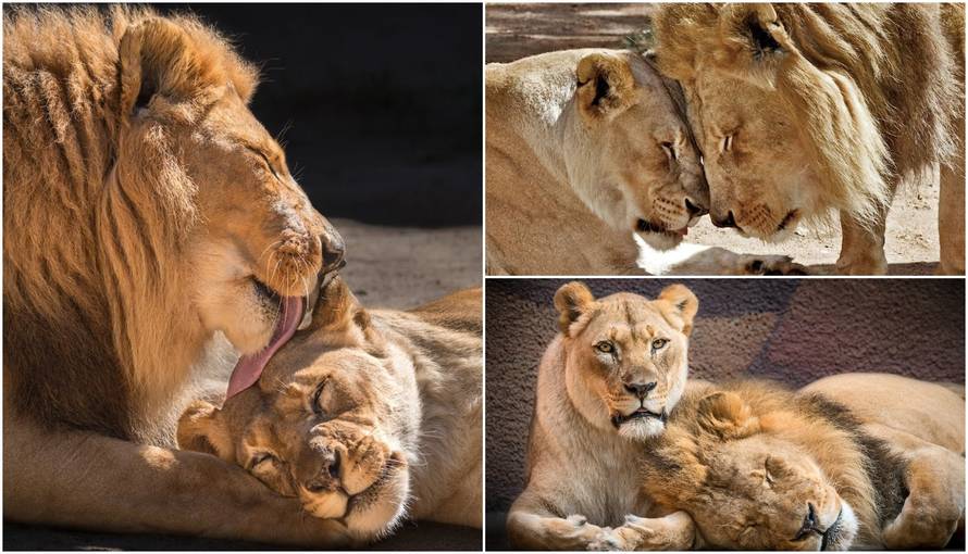 Ljubav između Huberta i Kalise bila je beskrajna, nerazdvojni su bili sve do posljednjeg daha