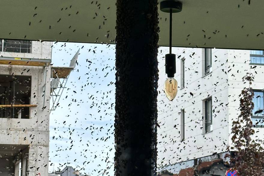 Pčele na Laništu