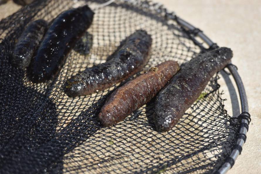 Riječanin iz mora izlovio 81 kg trpova i 'strpao' ih u Mercedes