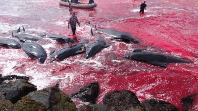 'Bilo je grozno čuti cviljenje': Snimljeno strašno klanje kitova