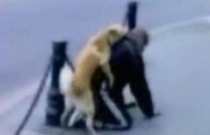 Albanija: Seksao se sa psom kraj ceste u Tirani