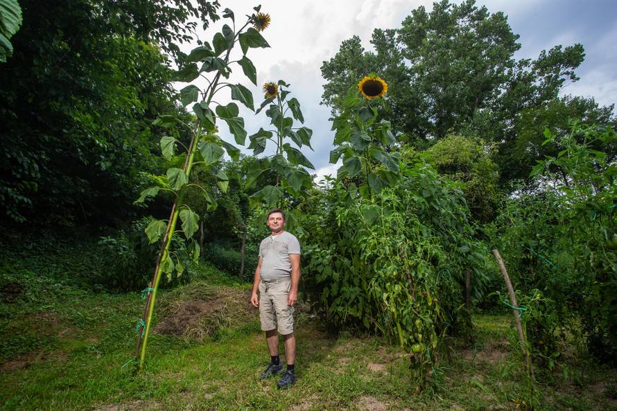 'Draga, povećao sam suncokret'