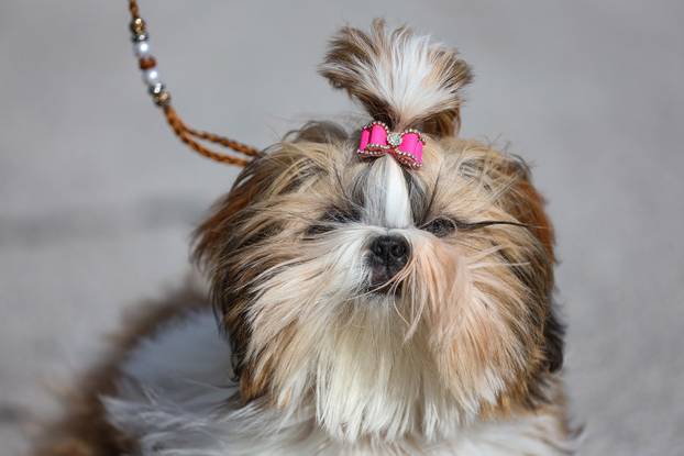 Zaprešić: Ispred Wesgatea održana međunarodna izložba pasa