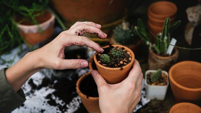Najlakši način kako naučiti o sadnji i presađivanju biljaka