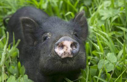 Za po doma: Patuljaste svinje neovisniji su ljubimci od pasa