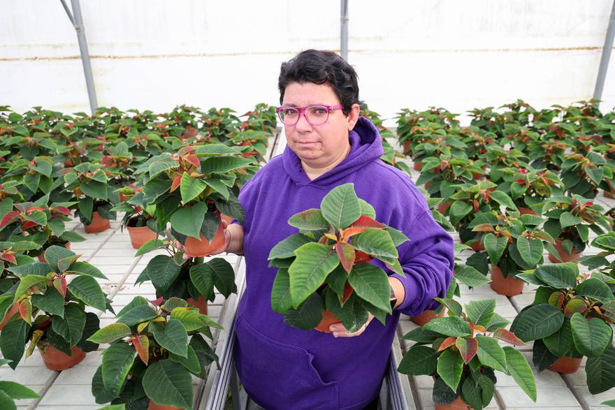 Vrtlarica Marija Bagić koja uzgaja božićne zvijezde i krizanteme