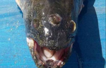 Argentina: U blizini nuklearne elektrane uhvatili ribu s tri oka