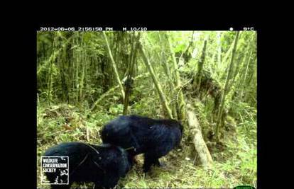 Ne vole da ih se snima: Medvjedi napali i razbili kameru