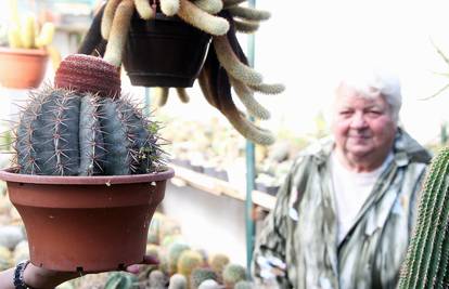 Pikava idila: Nada Srnec (74)  sama zasadila 10.000 kaktusa