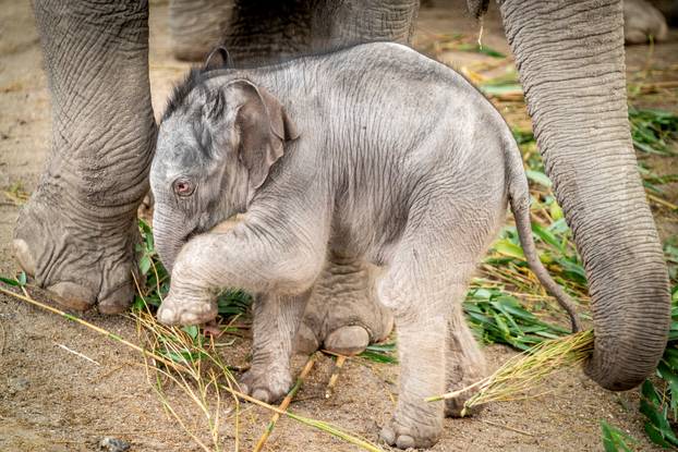A baby elephant is seen near its mother Surin at outdoor facility of the Copenhagen Zoo