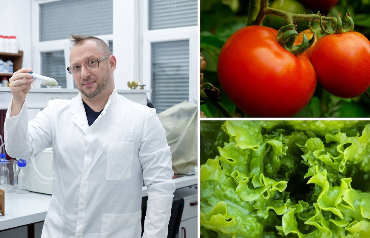Čudo iz hrvatskog laboratorija: Skemijali smo kapsulu zbog koje su rajčice crvenije i zdravije