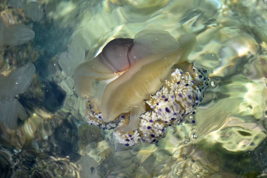 Invazija na Istru:  Nakon kitova, kupače su prestrašile meduze