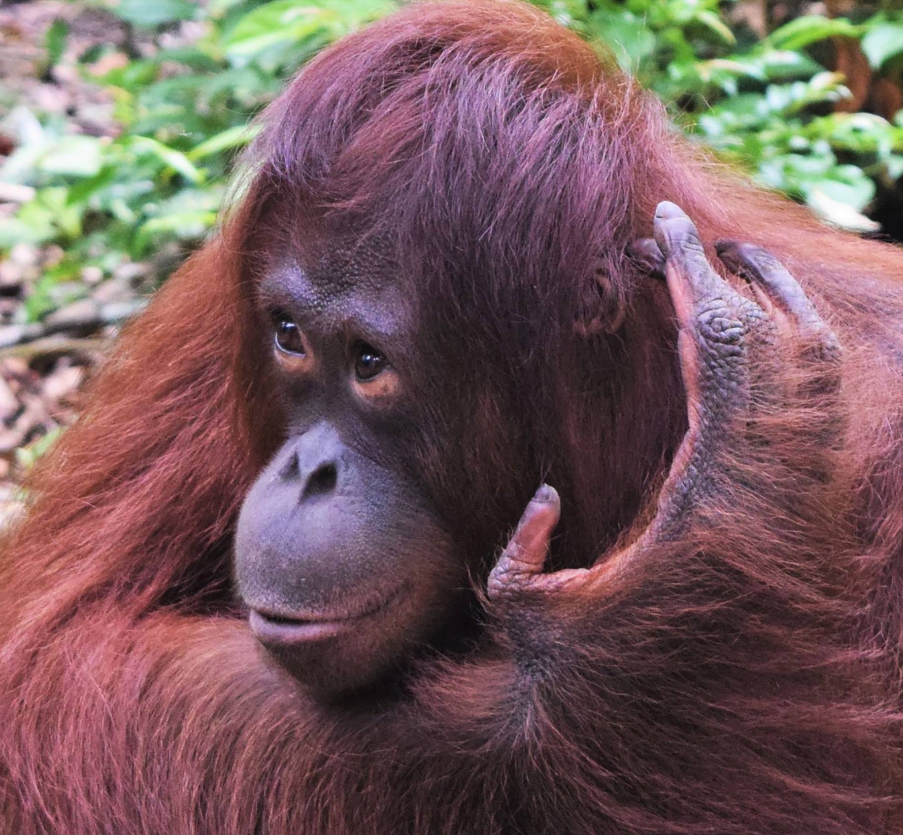 U 40 godina nestalo više od 50 posto populacije orangutana