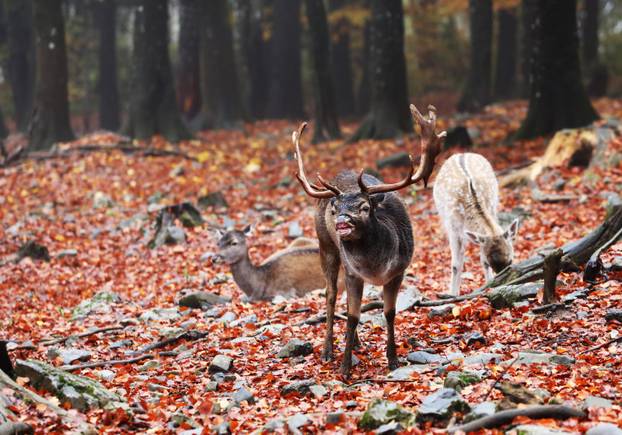 Delnice: Jeleni lopatari u park šumi Japlenški vrh